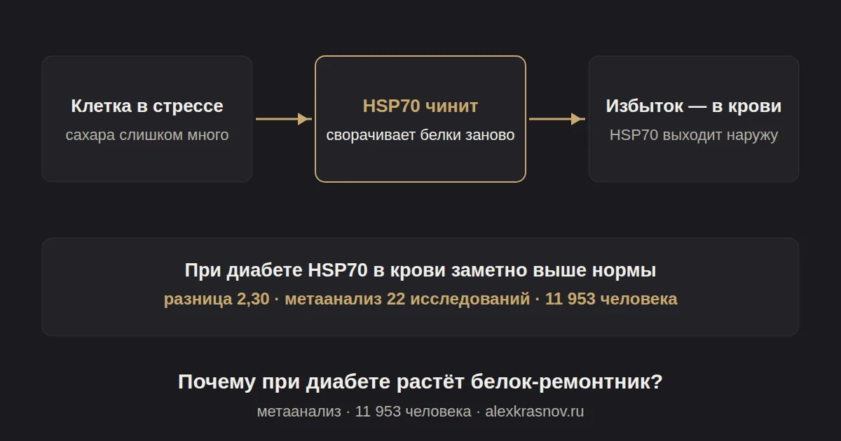 Почему при диабете в крови резко растёт белок-ремонтник?