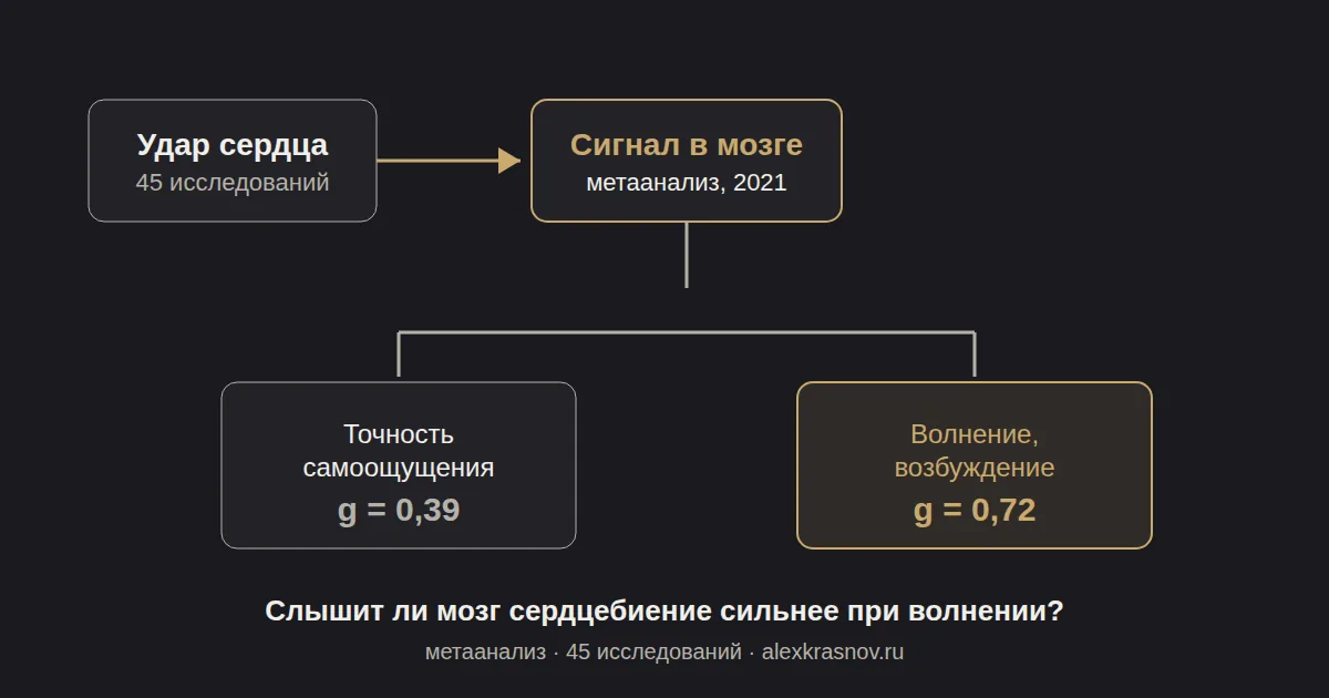 Схема: удар сердца рождает сигнал в мозге; его связь с волнением (g=0,72) почти вдвое сильнее, чем с точностью самоощущения тела (g=0,39) — метаанализ 45 исследований