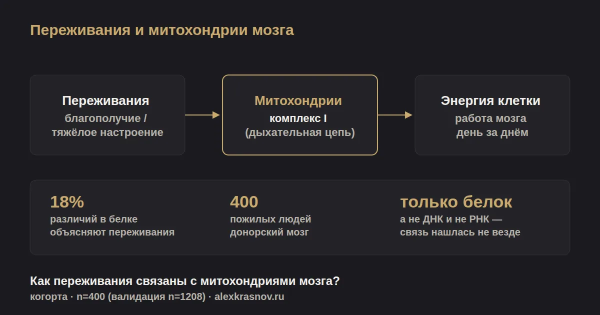Схема: переживания человека связаны с количеством белка дыхательной цепи (комплекс I) в митохондриях мозга